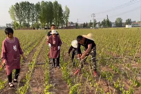 铁棍山药为什么把顶掐掉，小波带大家一探究竟，看完涨知识了！