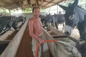 七十岁大爷专注养殖德州驴，谈起没入笑了，致富不输年轻人视频封面