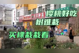 逛逛沈阳农大街边苗木市场，买棵俄八大樱桃，再买棵耐寒富士苹果视频封面