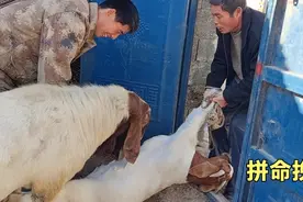 热恋中的两只羊硬生生的被分开，公羊拼命追着母羊跑，真感人啊