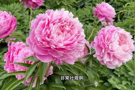 芍药花盛开不愧为花中宰相太震撼啦视频封面