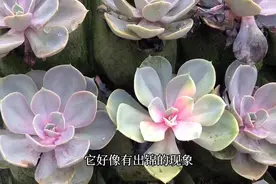 露天种的多肉墙上的红心莲出锦了，以后会不会变彩虹视频封面