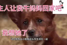 从小失去狗妈的狗狗，认了一头牛为妈妈，可恶的主人却将牛送走视频封面