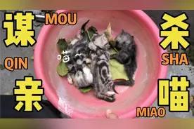 吃掉自己猫崽的母猫，又搞事情了，我真想弃养它