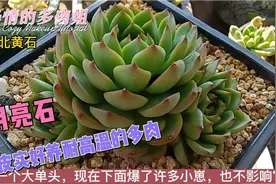 第三集皮实好养，耐高温的多肉，月亮石、侧影、红蜻蜓、饺子皮。视频封面