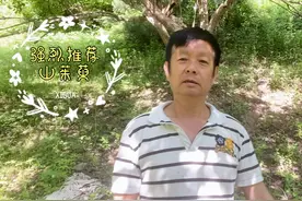 三十年山茱萸树，吸收大自然养分精华，疯狂生长把创造价值抛脑后