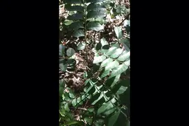 野外徒手快速治渝感冒视频封面