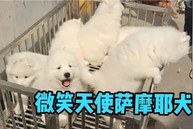 熊版微笑天使萨摩耶成年以后体重50斤左右性格温顺呆萌可爱惹人爱视频封面