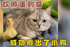 它是全网最喜欢孵蛋的猫，还成功的孵出来了一只小鸭子！