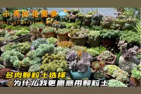 免费的园土种多肉有时比颗粒土种植好，为什么我要选择颗粒土种植视频封面