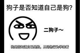 狗子是否知道自己是狗子？视频封面