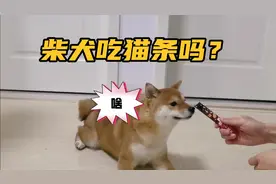 柴犬吃猫条吗？可可第一次吃，吃的还挺开心的视频封面