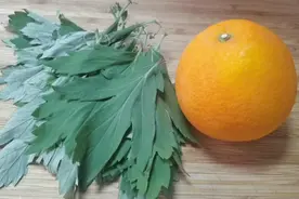 今天才知道，橙子和艾叶放一起太厉害了，让家里整个夏天没有蚊子视频封面