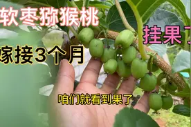 3个月就挂果，用这种砧木嫁接软枣猕猴桃真的神奇，来看看啥情况视频封面