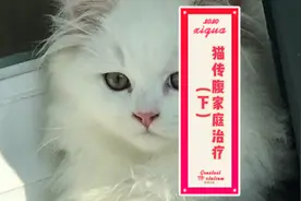 猫传腹也可以在家自己好治，学会了省下好几千视频封面