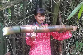 去挖笋来泡酸笋，竹子长满刺笋还长在中间,出来时阿妹像个疯婆子视频封面
