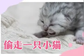 偷偷拿走一只小猫，看母猫什么反应