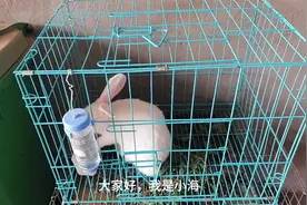 养兔子谨慎，现在饲料特别贵，然后兔子也特别脏