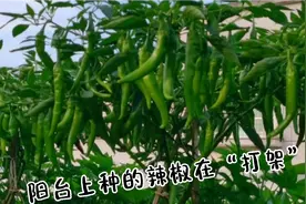 阳台泡沫盒子也能把辣椒种的满枝头！关键在于平时的管理！视频封面