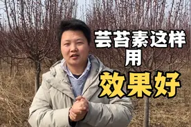 芸苔素特别好，但是这几个时期用效果最好！