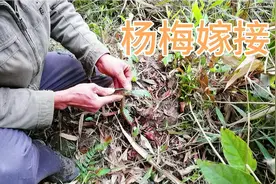 春天是果树嫁接最好的季节，现场操作嫁接杨梅，一看就会视频封面