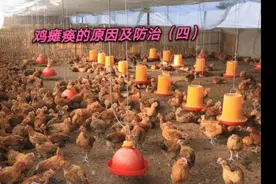 鸡软脚瘫痪，站立不稳的原因及防治（四）视频封面