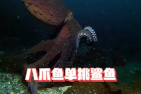 八爪鱼VS鲨鱼谁更胜一筹？视频封面