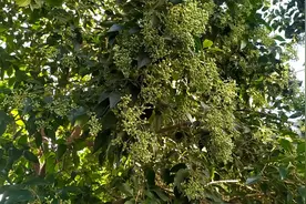 女贞装枕头，鸟发又明目，滋肝又养肾，好处大大的。视频封面