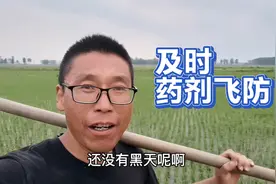 6月中旬，东北水稻分蘖期如何管理水层？怎样防止负泥虫？视频封面