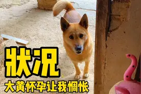 大黄最近突然变得暴躁易怒，行为反常。真相浮出水面我惆怅不已视频封面