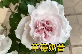 草莓奶昔的详细介绍及养护经验分享视频封面