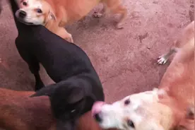 碰到狗狗有伤口，发脓，溃烂，咬伤流血就用这种药。