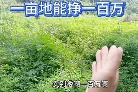 现在又流行一种新型农业一亩地能挣一百万，来看看是什么东西？视频封面