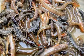 200一斤的水蜈蚣和红尾钢鳅，小伙去河边翻石头就能抓到很多视频封面