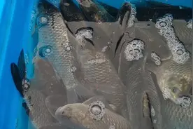 【放生】恭迎农历四月二十八南无药王菩萨圣诞，祈愿六道祥和。视频封面