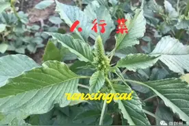 “人行菜”学名苋菜 ，是一种野菜，苋科。@DOU+小助手