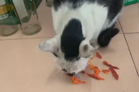 农村老人说，流浪猫见到人就躲见你不躲，说明你面善，有道理吗？视频封面