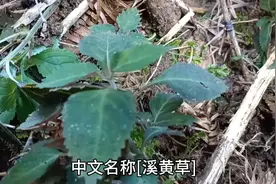 中文名称溪黄草，别名熊胆草，血风草