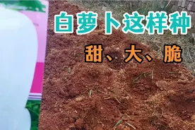 农村这样种白萝卜，结的萝卜甜、大、脆，选土和播种方法很重要！视频封面