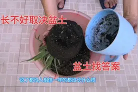 绿植长的好不好取决盆土，经过实验对比的答案，又长知识了视频封面