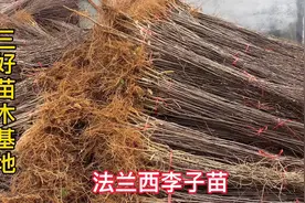 法兰西李子苗整理发货，西梅法兰西李子8月份成熟，果实香甜视频封面