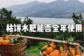 柑橘管理技术，枯饼菜籽饼水肥发酵能否全年使用替代化肥视频封面