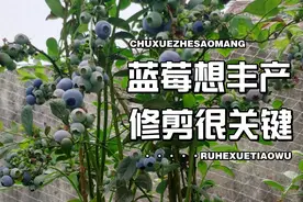 要想蓝莓压满枝，剪枝很关键，记住6要诀，一棵顶2棵