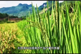 农产品出口第一的国家“美国”视频封面