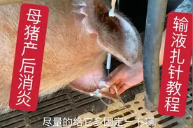 想学母猪产后输液消炎的看过来，详细教程免费学，希望对你有帮助视频封面