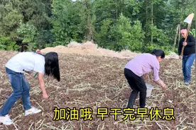 农忙时节，全家一起下地干活，平时很少露面的公公也来大显身手！视频封面