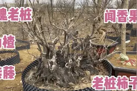 农村小院最适合种的“镇宅旺财树”，开花结果寓意也不错，喜欢吗视频封面