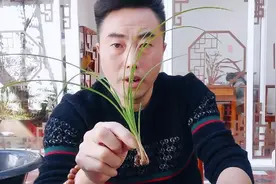 无根兰苗快速地焕发生机很简单，正确掌握栽种技巧和浇水技巧就行视频封面