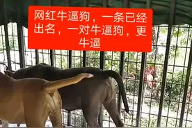 水牛狗，狗中奇货，别样基因，视频封面