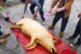 你对四川凉山彝族年了解多少？这才是真正的的彝族过年，来看看吧